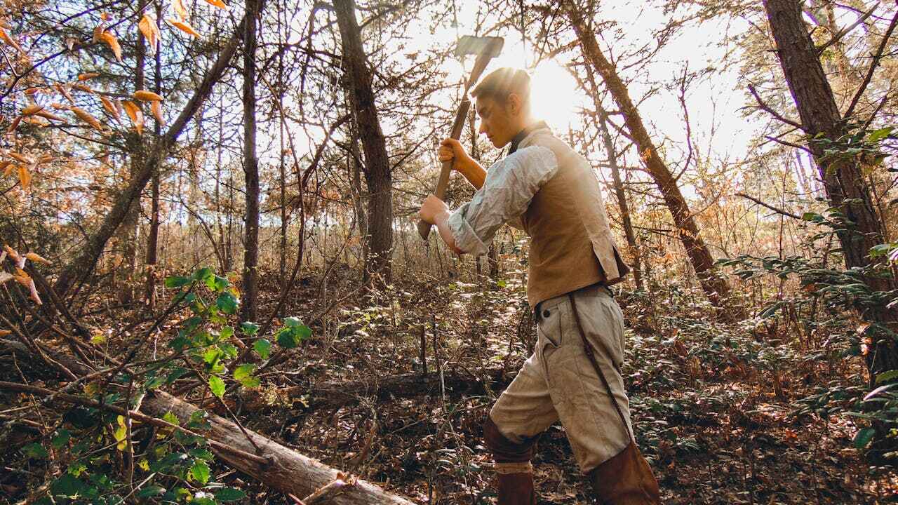 Best Tree Trimming Near Me  in Clayton, MO